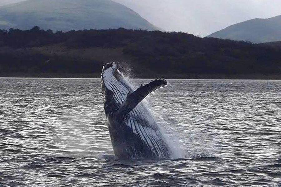 Presentan un proyecto para crear un régimen de protección de cetáceos en el Canal Beagle