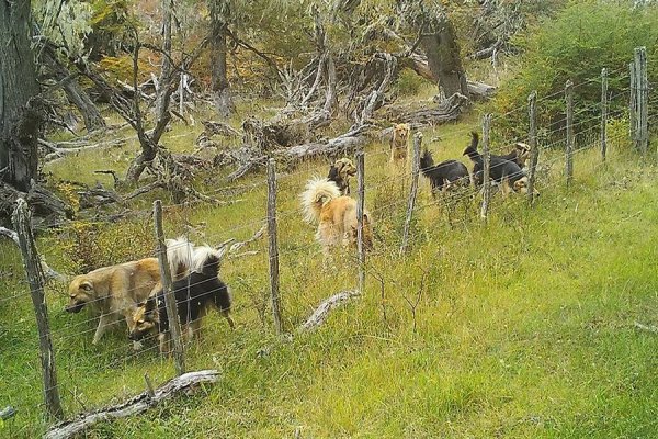 Tierra del Fuego busca acelerar el control de los perros asilvestrados