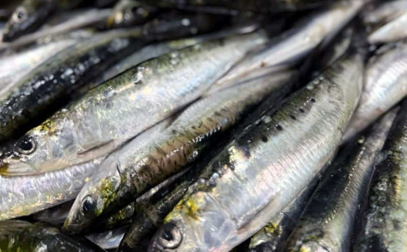 Postergaron la decisión sobre la pesca experimental de sardina fueguina