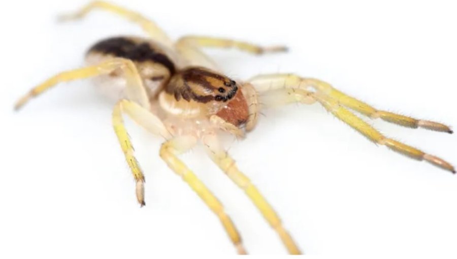 Una nueva araña confirma la importancia científica de la Isla de los Estados