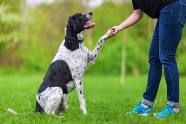 Invitan a participar de un taller de adiestramiento canino a beneficio de Cáritas