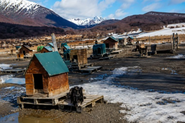 Un video reavivó el debate por las condiciones de los perros de trineo en Ushuaia