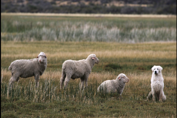 Perros protectores, aliados para convivir con los predadores del campo