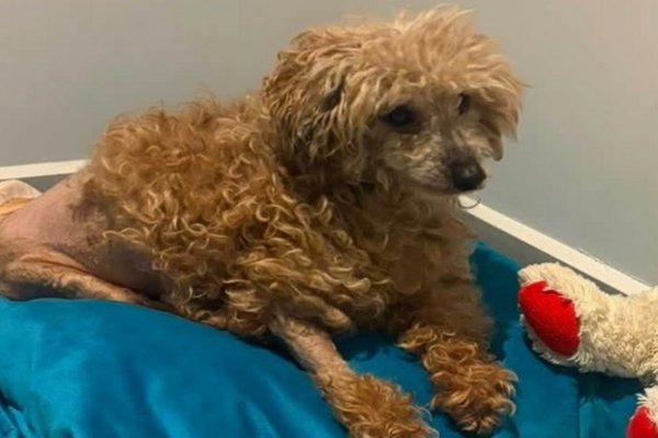 Encontraron a Homero semi enterrado y juntan fondos para afrontar sus gastos veterinarios