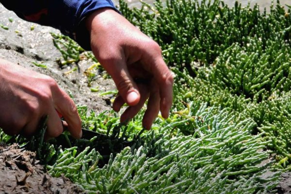 Salicornia: la planta nativa fueguina que podría transformarse en una nueva actividad productiva