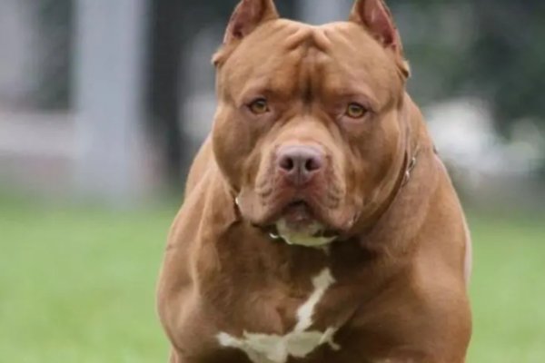 Proponen un registro nacional y licencias obligatorias para tener perros potencialmente peligrosos