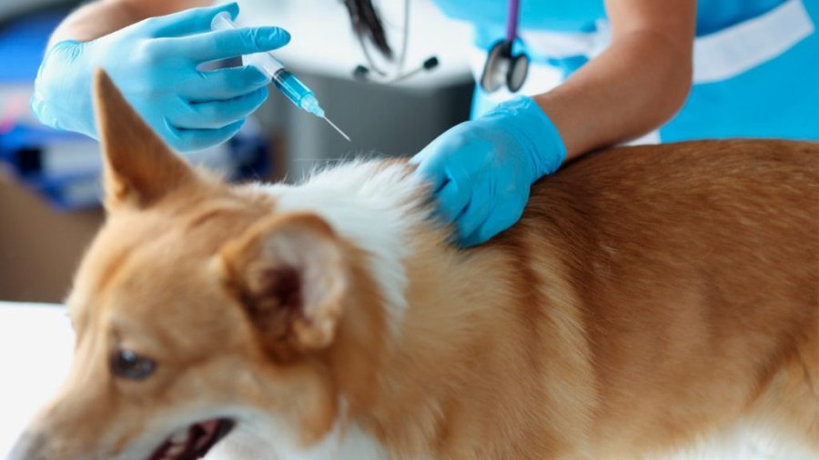 Realizarán una semana provincial de prevención de la rabia con vacunación gratuita para mascotas